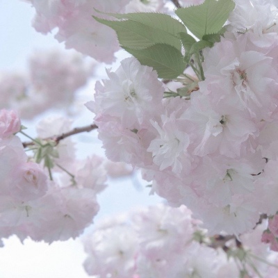 任丘福瑞交流群